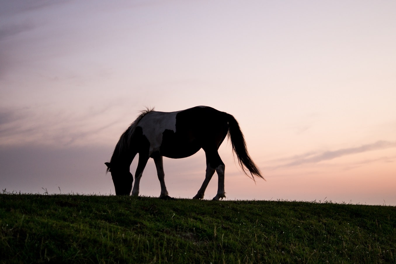 prendre soin de sa monture cheval