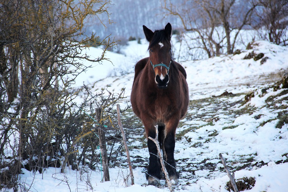 randonnée équestre neige