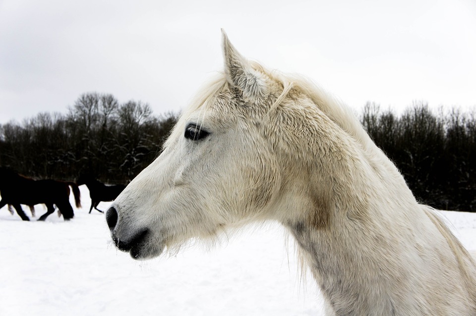 horse-962595_960_720