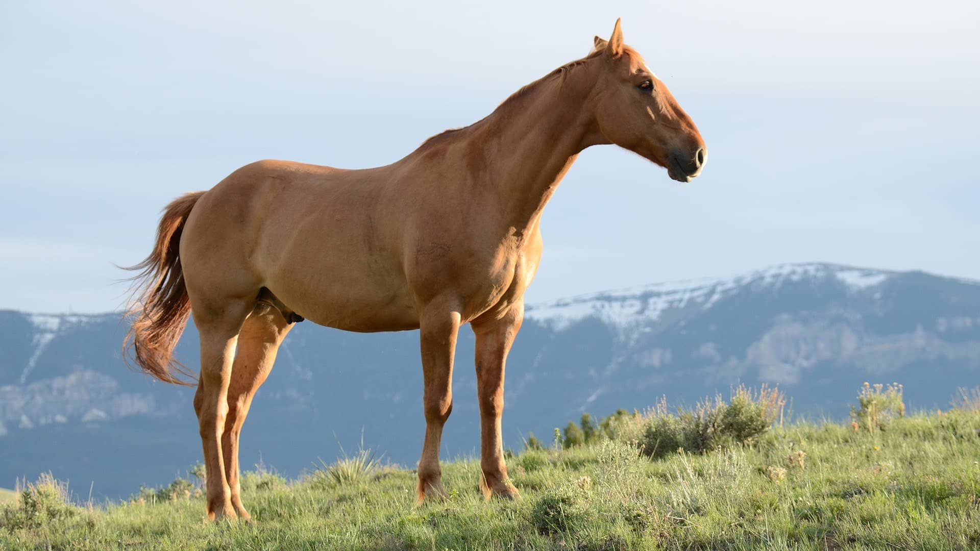 anatomie pied cheval boite