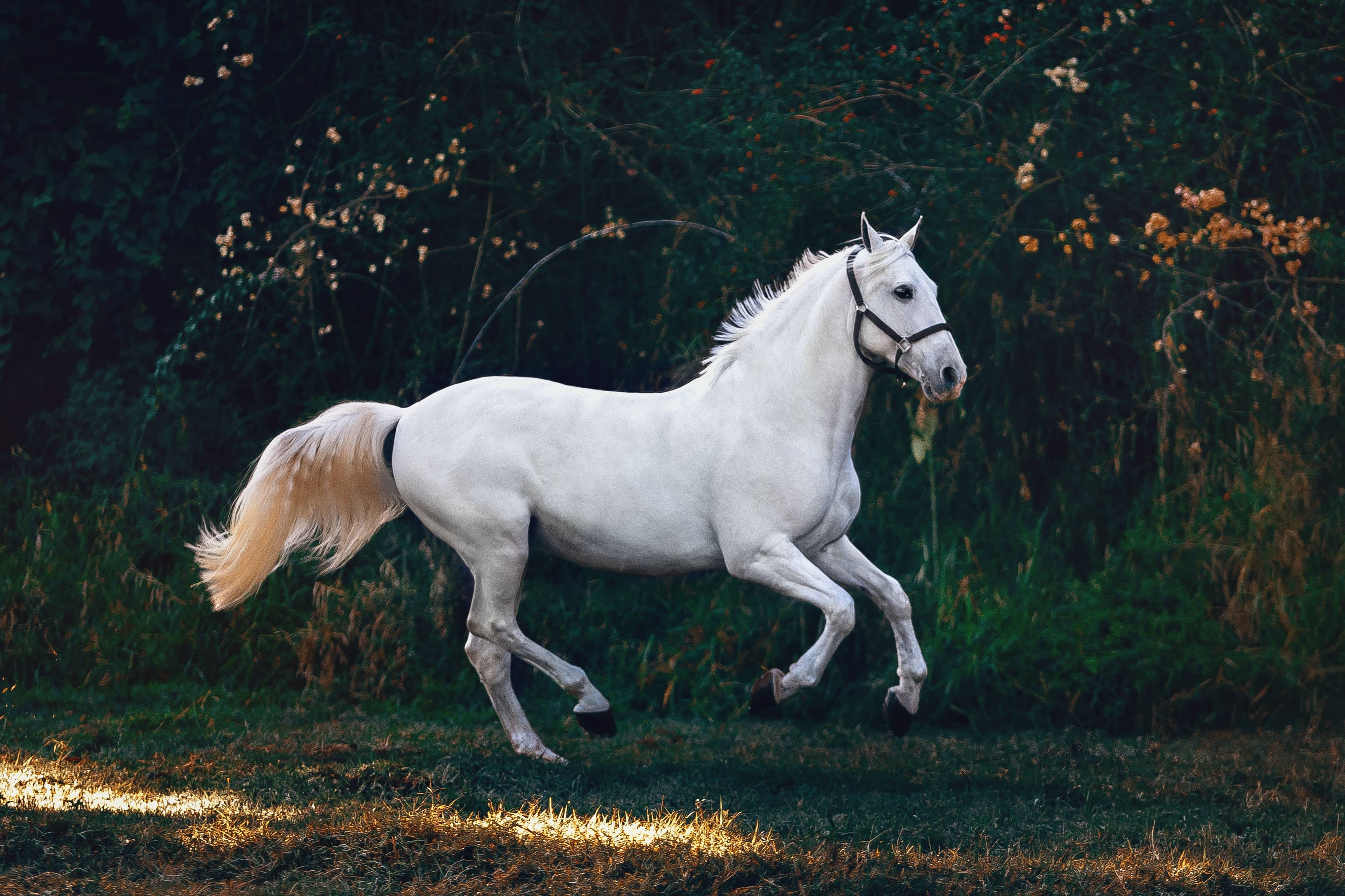 tout savoir sur le trec