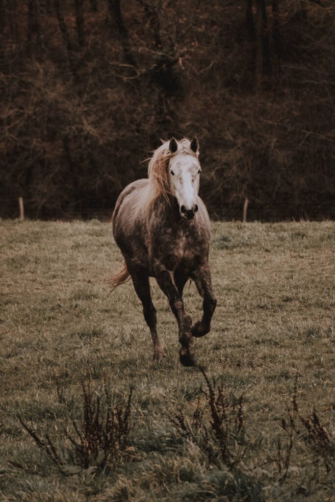 cheval en Camargue